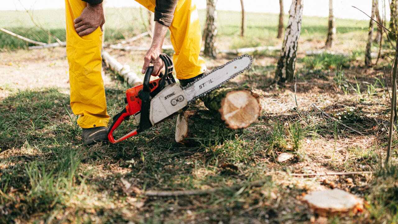 Tree Root Removal in Rincon, GA